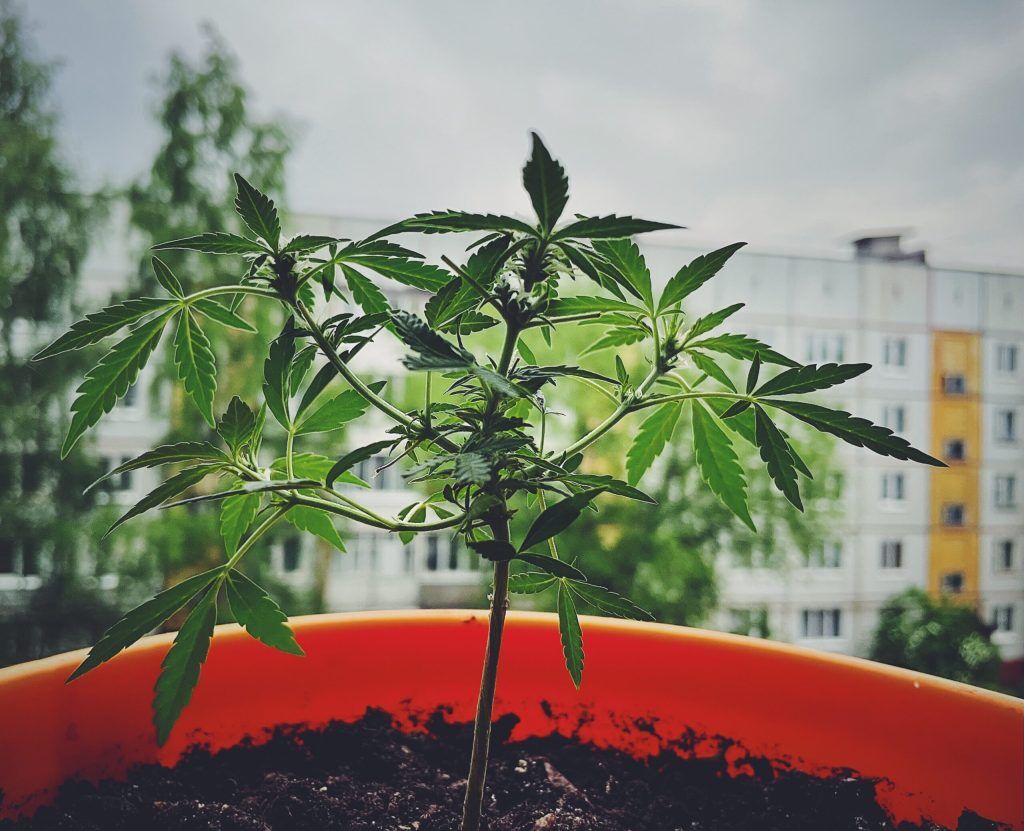 Growing marijuana in plant pots- Alchimia Grow Shop
